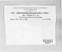 Colletotrichum gloeosporioides image